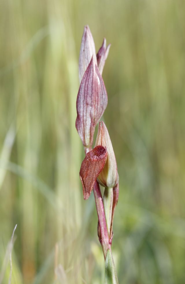 Serapias parviflora e ibridi (Mugello)